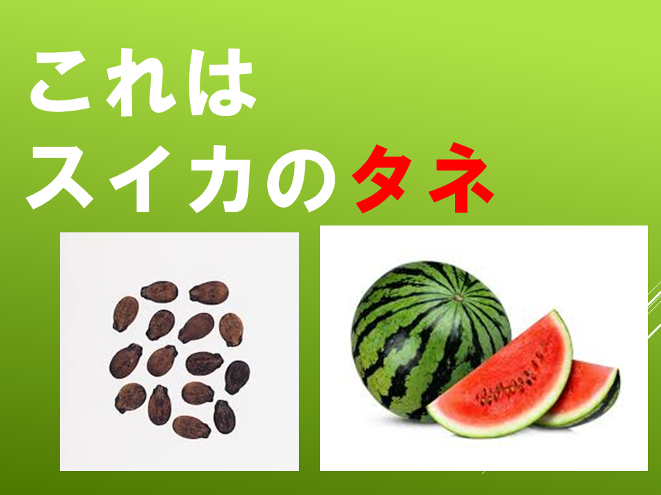 260511春のたねやさん (6).PNG