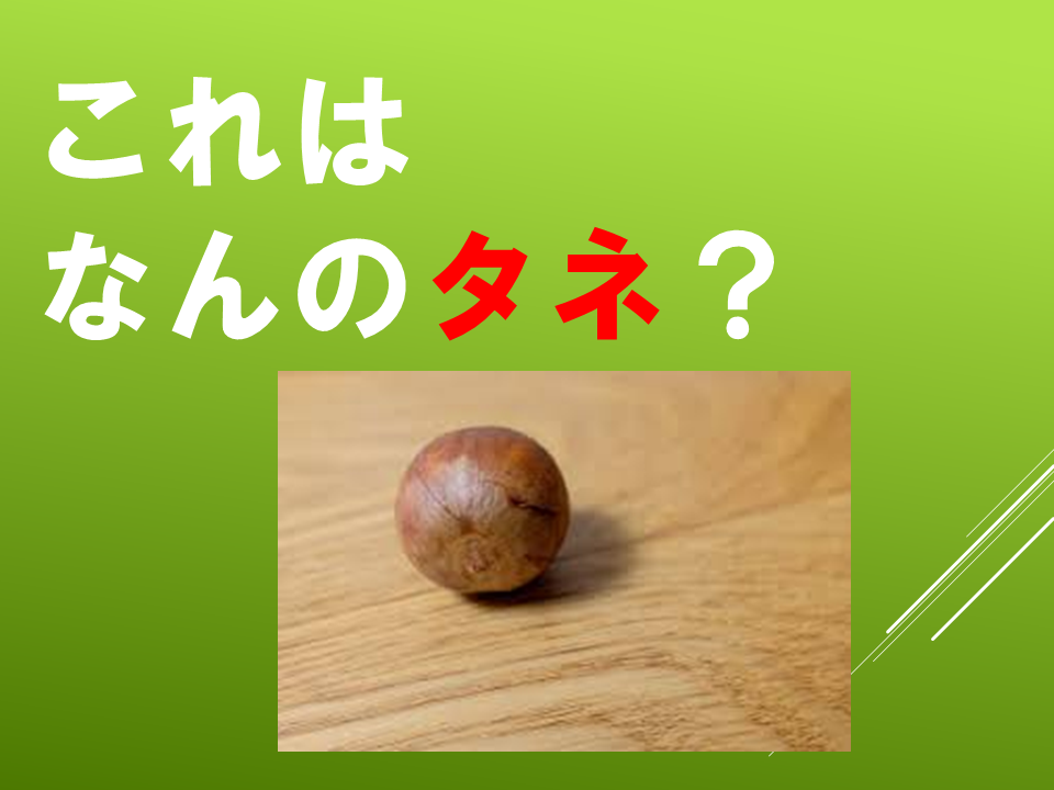 260511春のたねやさん (7).PNG