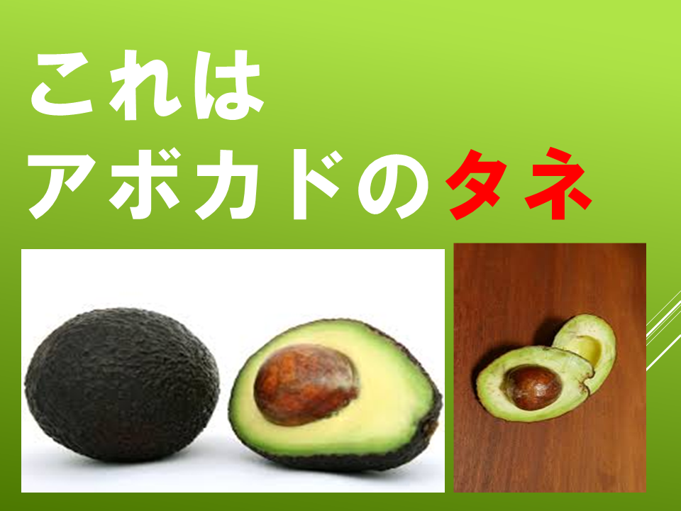 260511春のたねやさん (8).PNG