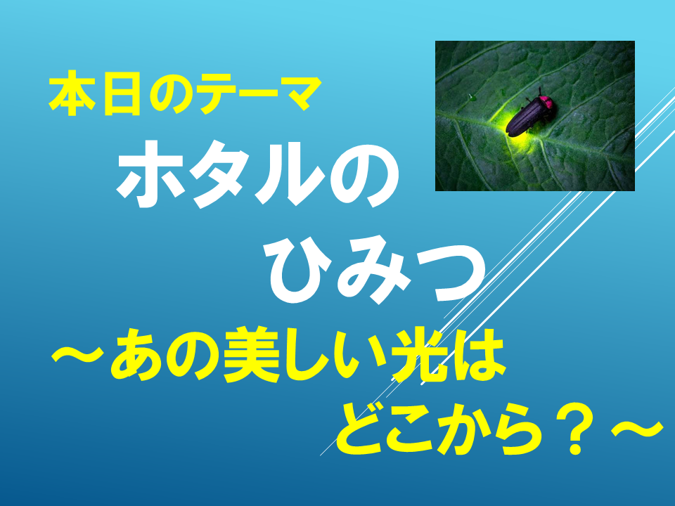 ホタルのひみつ～あの美しい光はどこから？～
