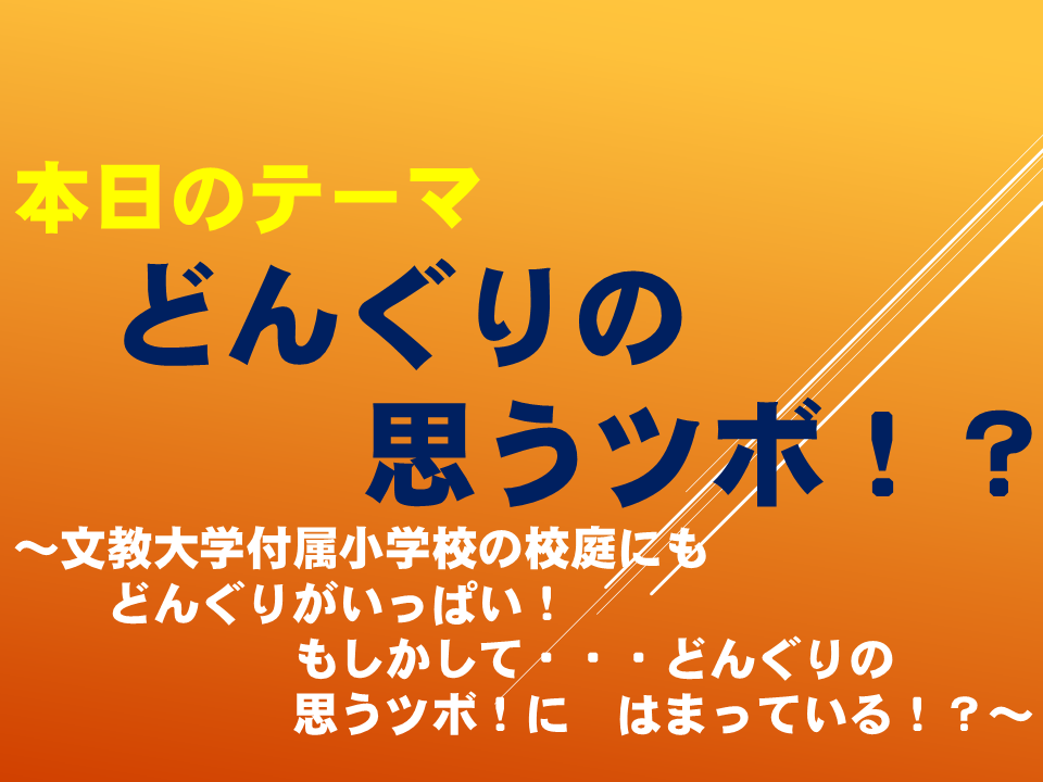 どんぐりの思うつぼ！？