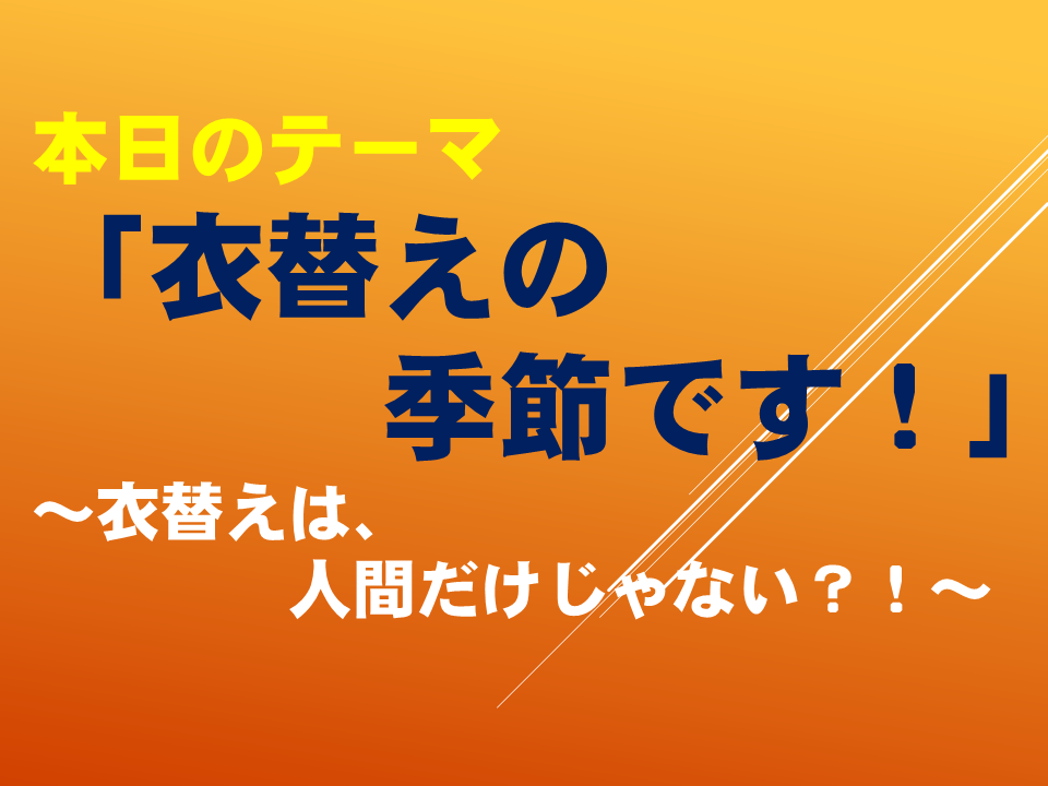 「衣替えの季節です！」 ～衣替えは、人間だけじゃない？！～