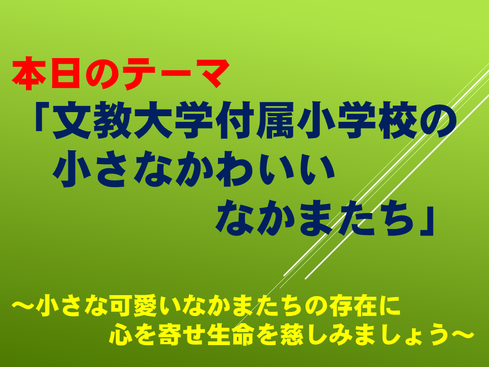 文教大学付属小学校の小さなかわいいなかまたち