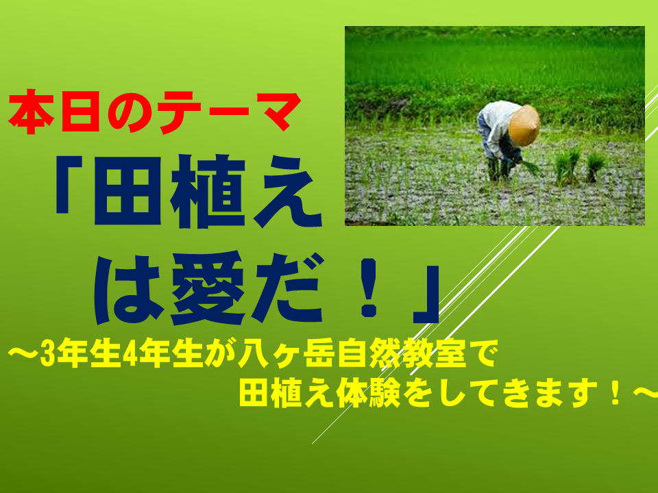「田植えは愛だ！」～3年生4年生が八ヶ岳自然教室で　田植え体験をしてきます！～