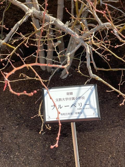 卒業記念　植樹式