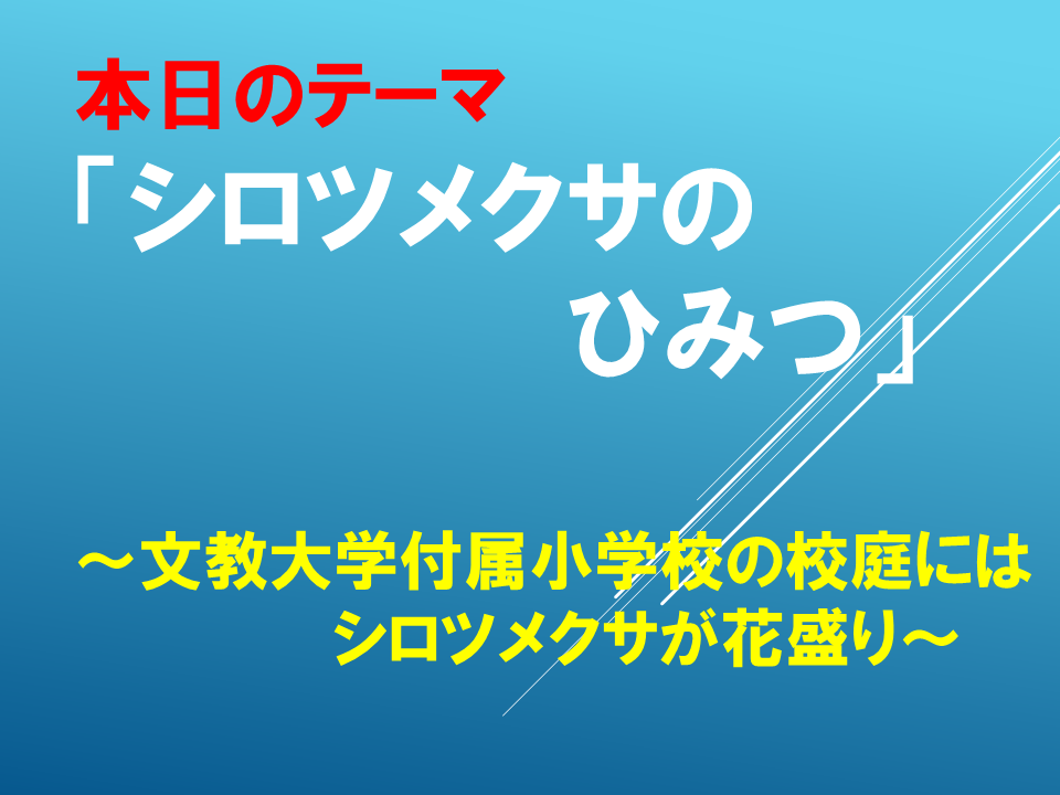 「シロツメクサのひみつ」～文教大学付属小学校の校庭にはシロツメクサが花盛り～