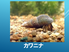 スライド26.PNG