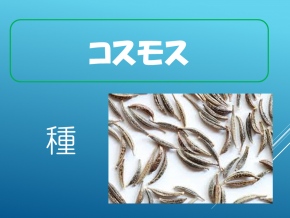 スライド13.PNG