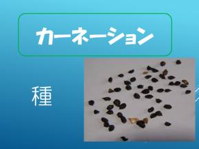 スライド11.PNG